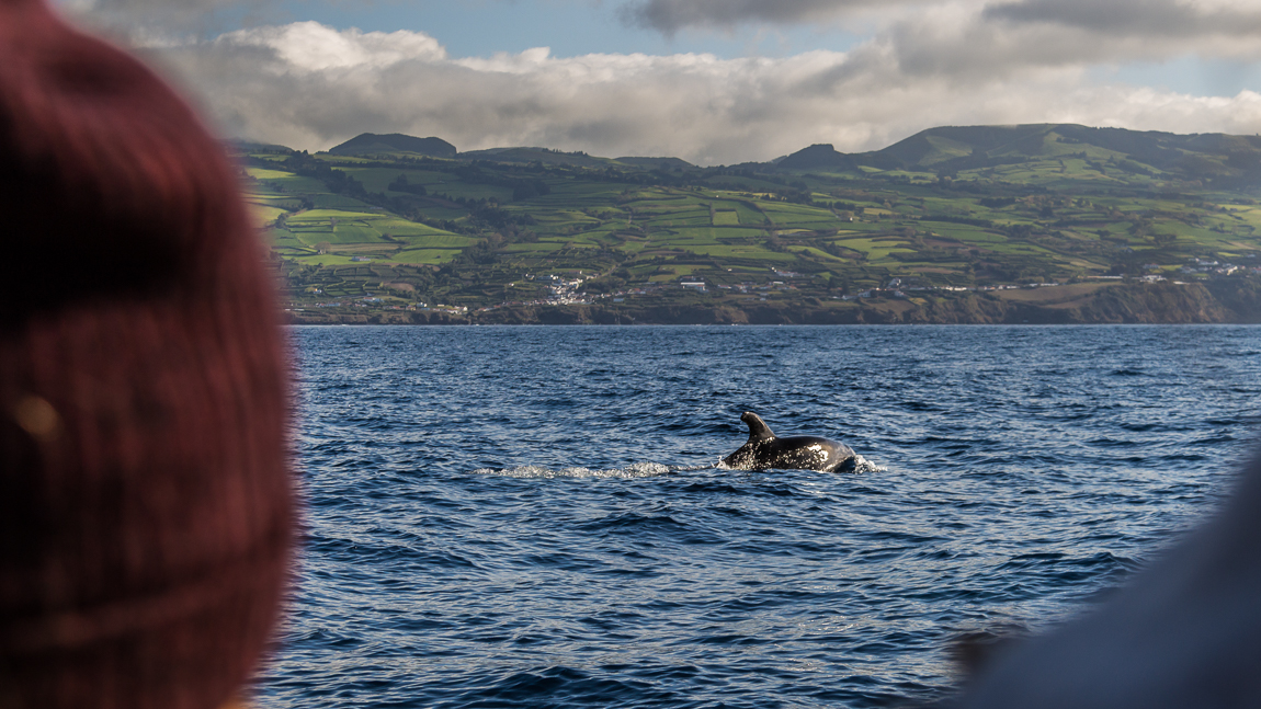 Sao Miguel: Rencontre avec les dauphins.