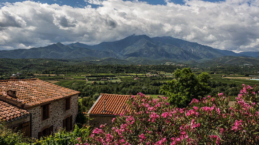 Lauriers fleuris et Canigou sous les nuages à Eus