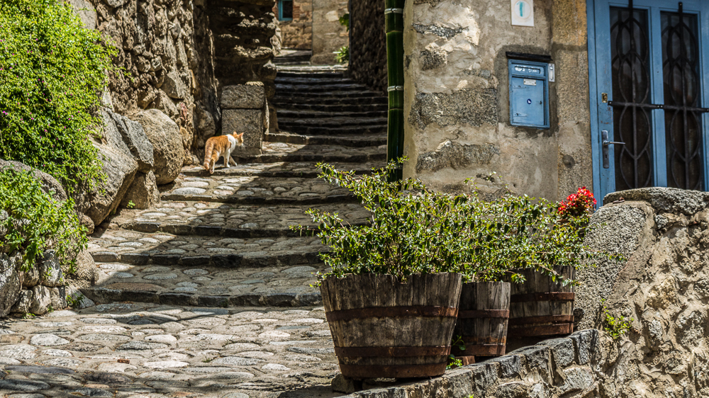 Un chat au détour d'une ruelle d'Eus
