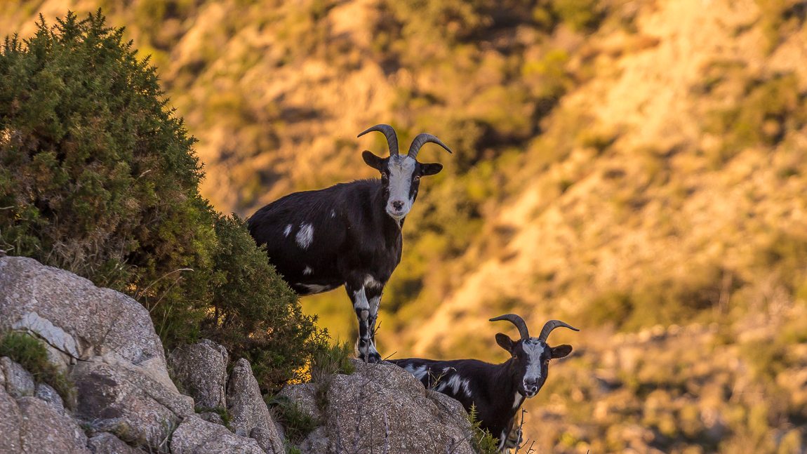 Petites chèvres sauvages aux abords des ruines du château de Rodès