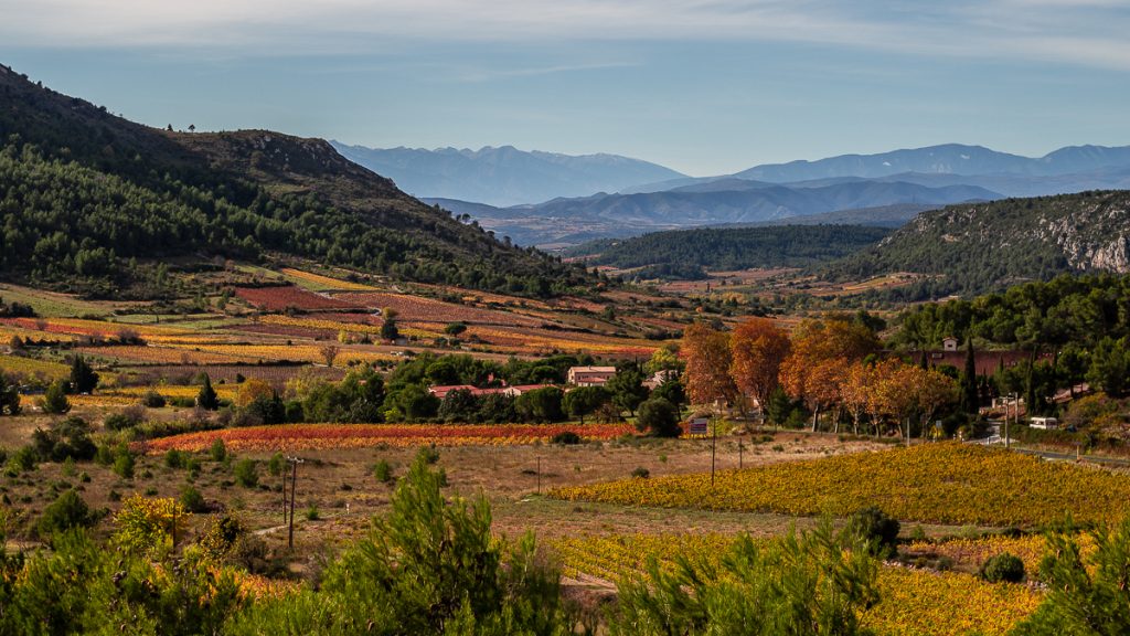 Vignes d'automne entre Vingrau & Tautavel