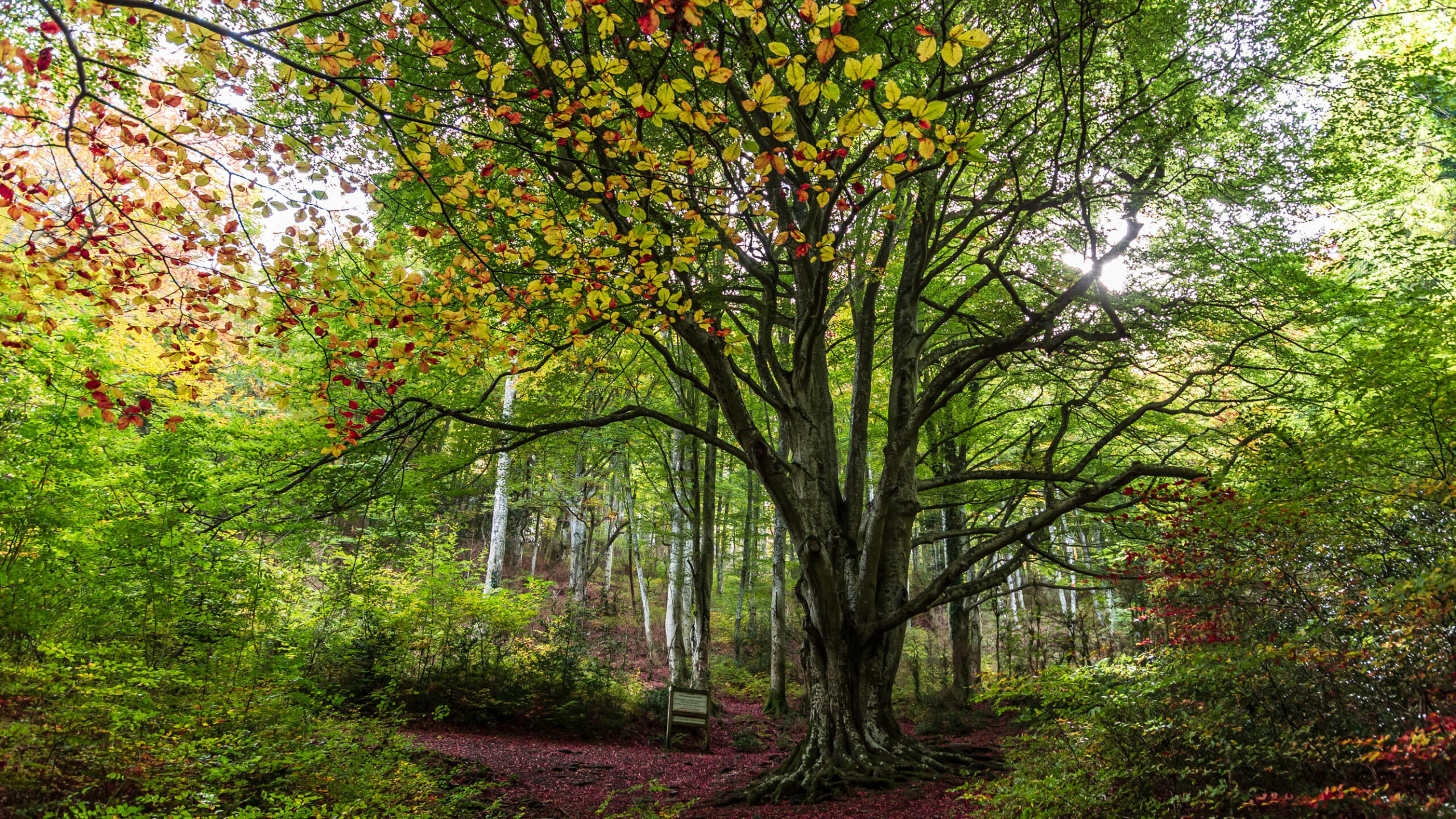 Arbres remarquables des Pyrénées-Orientales : un patrimoine naturel & insolite.