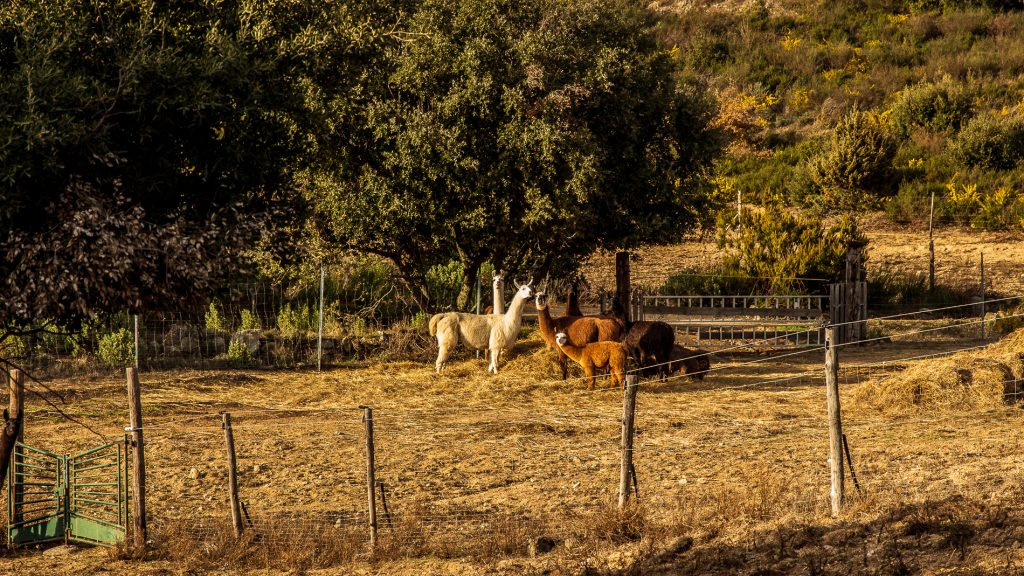 lamas du puig pedrous