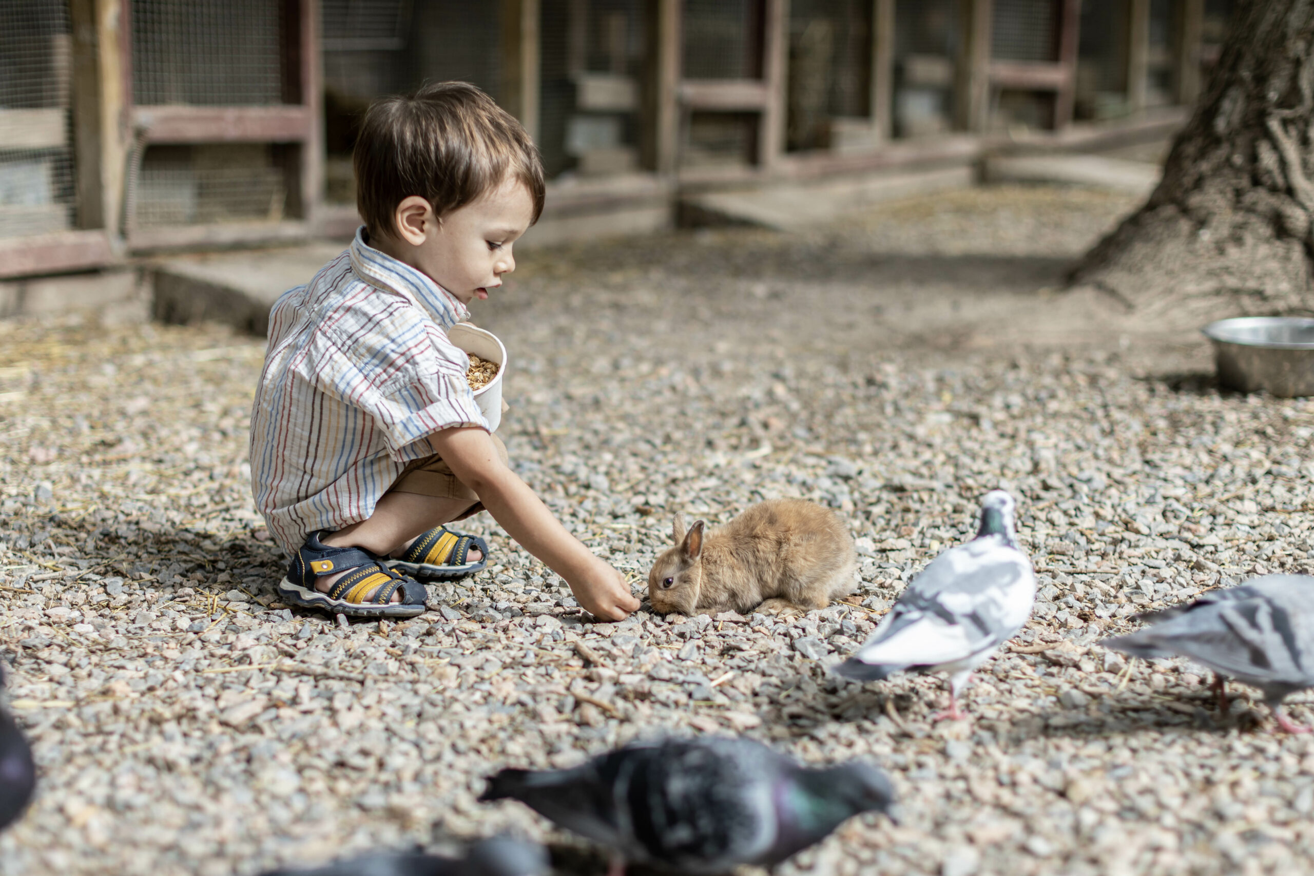 Activités avec des animaux dans le 66 : idées ludiques et éthiques